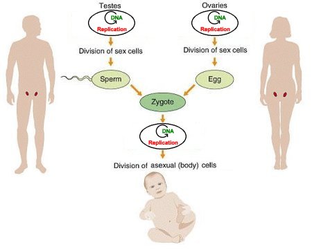 in vivo (in living organisms) [click here for an animation of DNA 