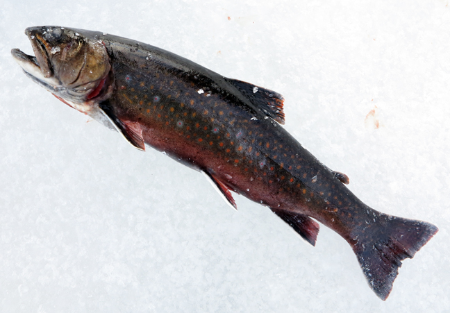 MudTrout-O-Rama in Newfoundland