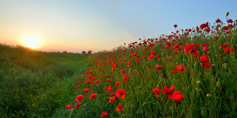 A photo of the field of poppy flowers