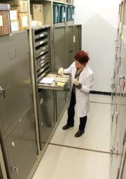 Maria Lear, archaeological curator, working in the storage vault