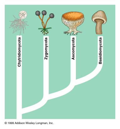 Phylogeny of Fungi