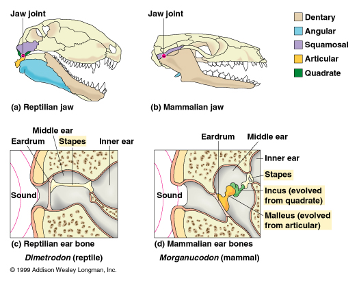 Evolution of our mammalian ancestor's ear bone
