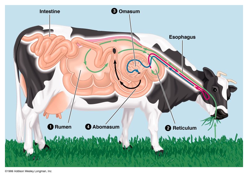Labelled Diagram Of The Parts Of Cattle - webcrsde