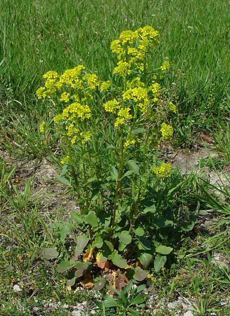 Barbarea_vulgaris_plant.jpg