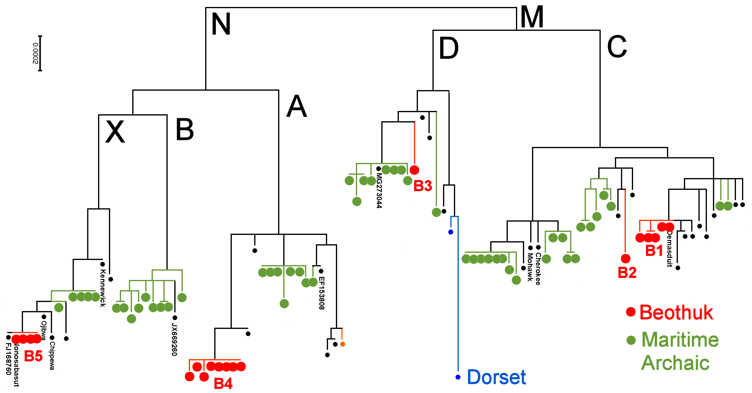 Phylogeography of ABCD