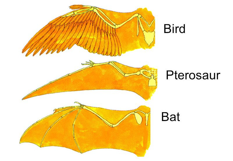 pterosaur wing