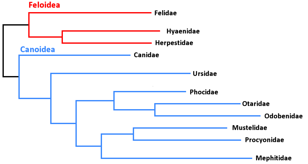 Carnivora Suborders & Families