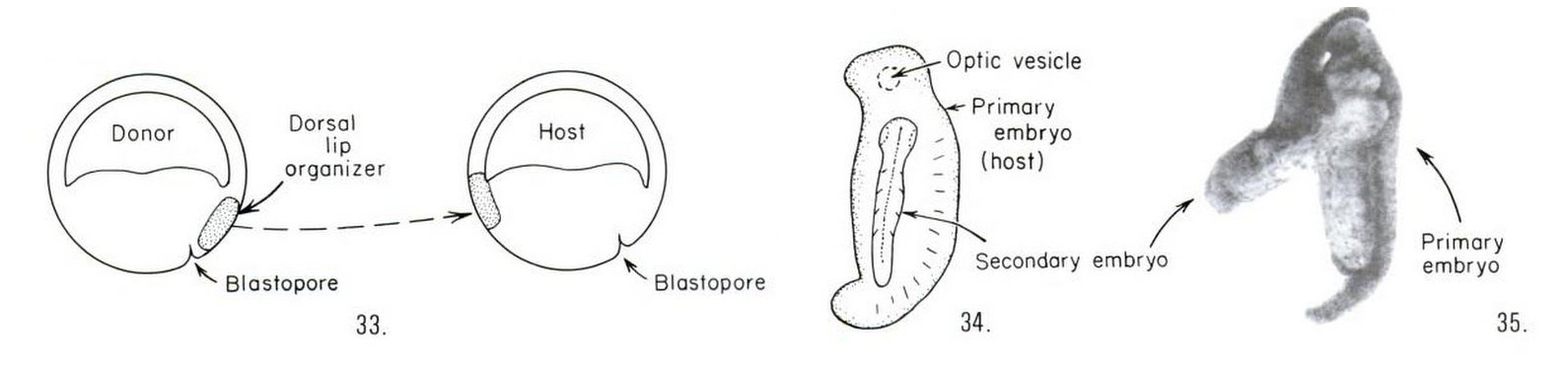 spemann mangold dorsal blastopore lip transplantation