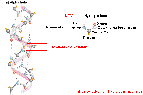 Analysis of the structure of BomaNPV Arif-1. represents the Helix