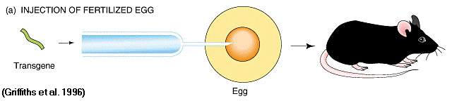 germline-therapy