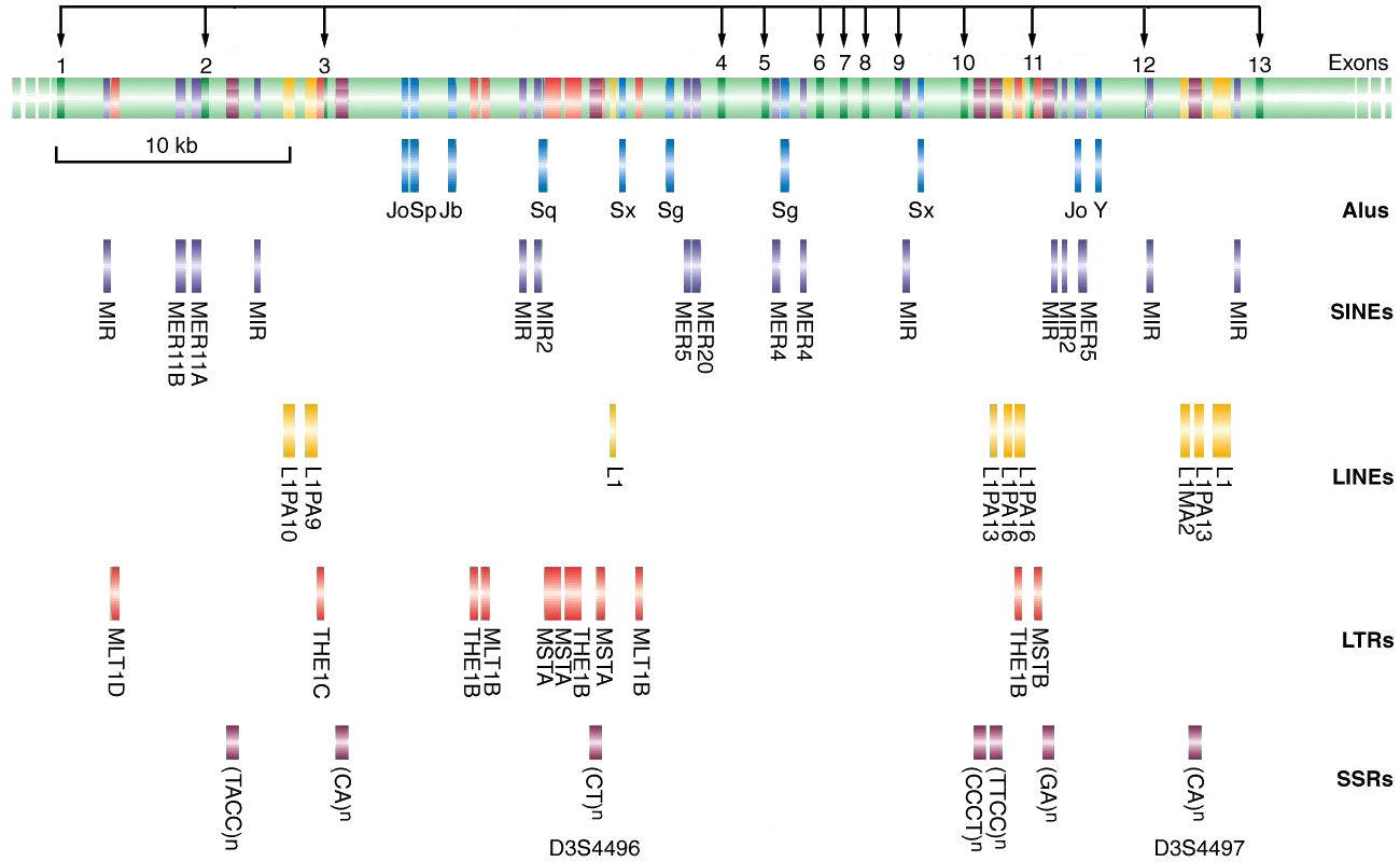 Genome organization