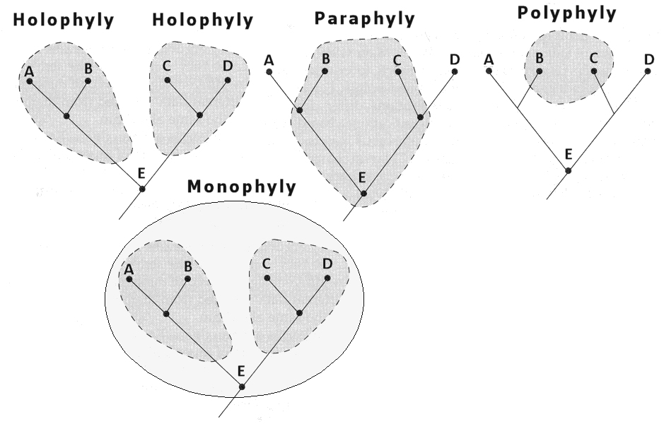 Holophyly,
        Paraphyly, & Polyphyly
