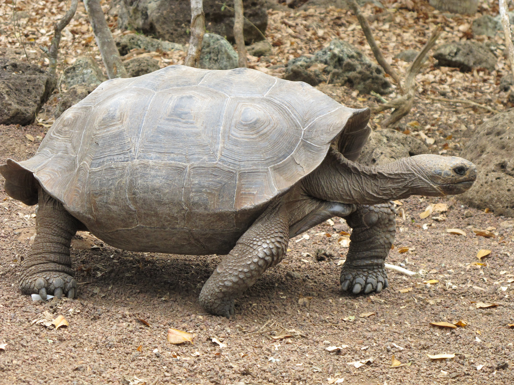 Galapagos tortoises