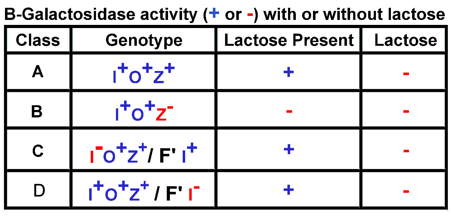 lac operon problem