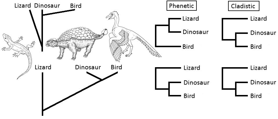 Lizards vs
                  Dinosaur vs Brids