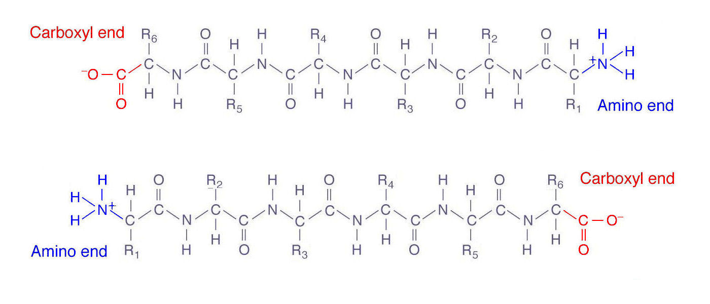 amino acid sequence example