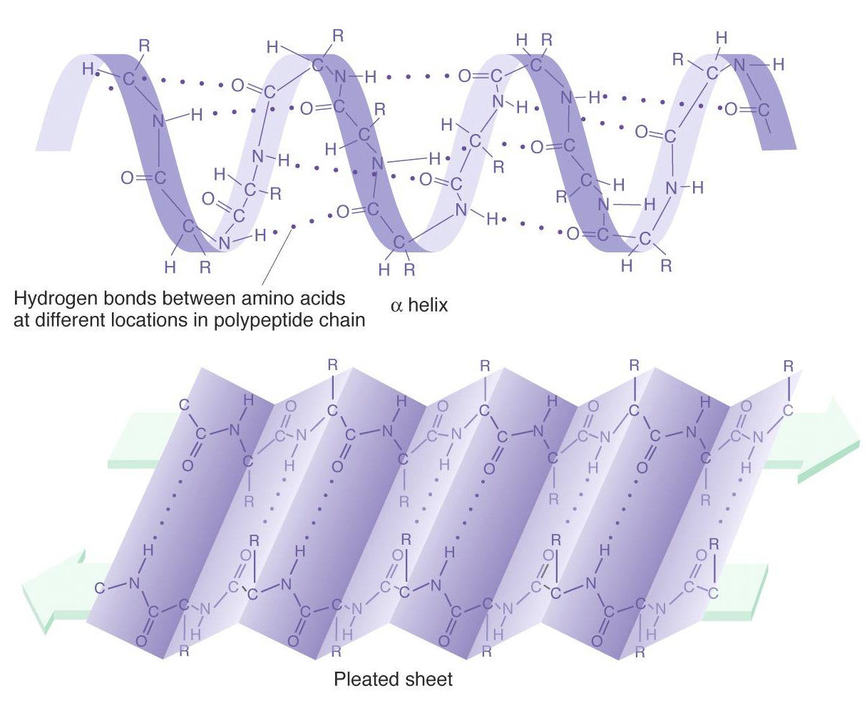 protein backbone angles