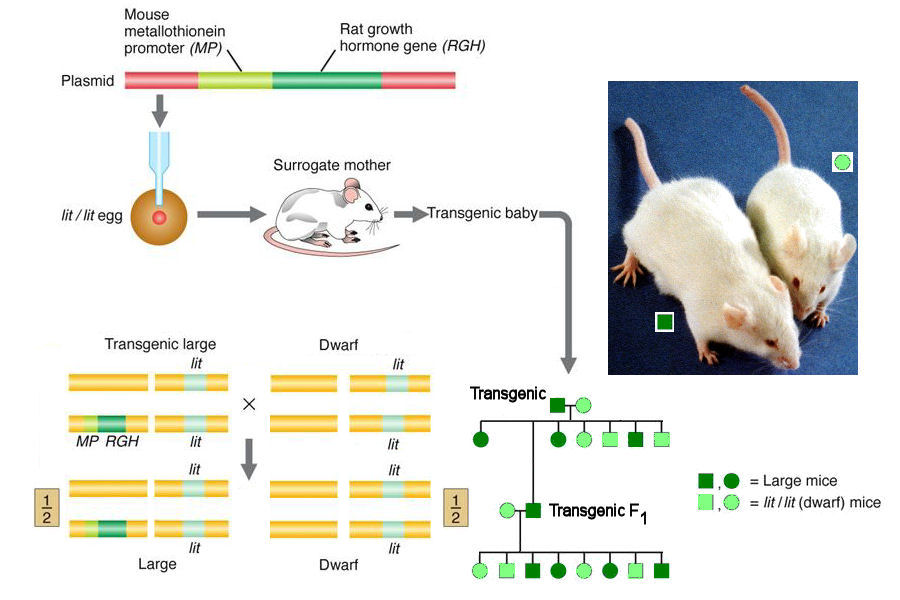 9mice рост. Рост крысы. Transgenic Mice. Рост крысы по месяцам. Мышь с гормоном роста крысы.