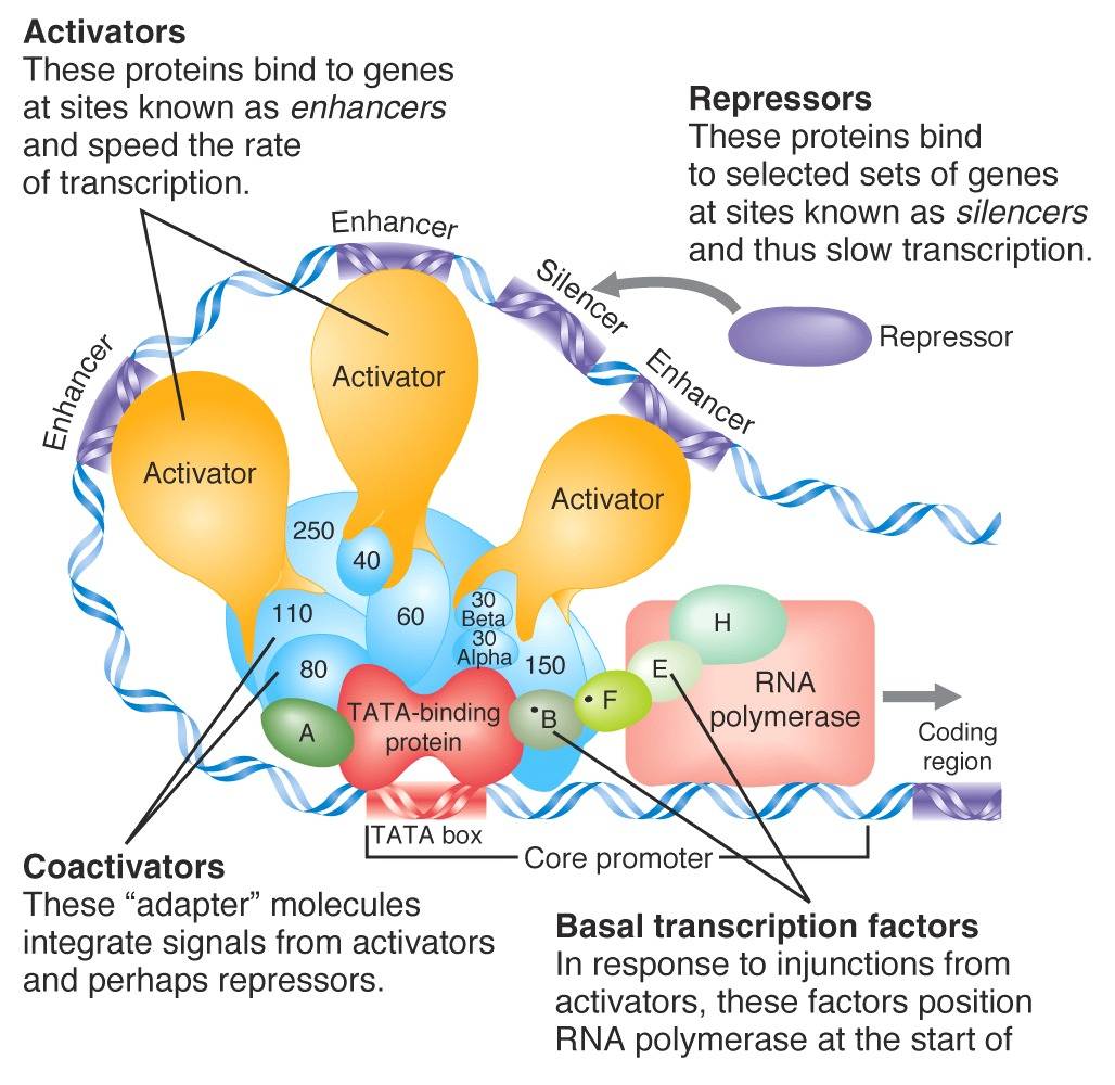 Basal Transcription Apparatus Transcriptsplus Net Orders Kuchi