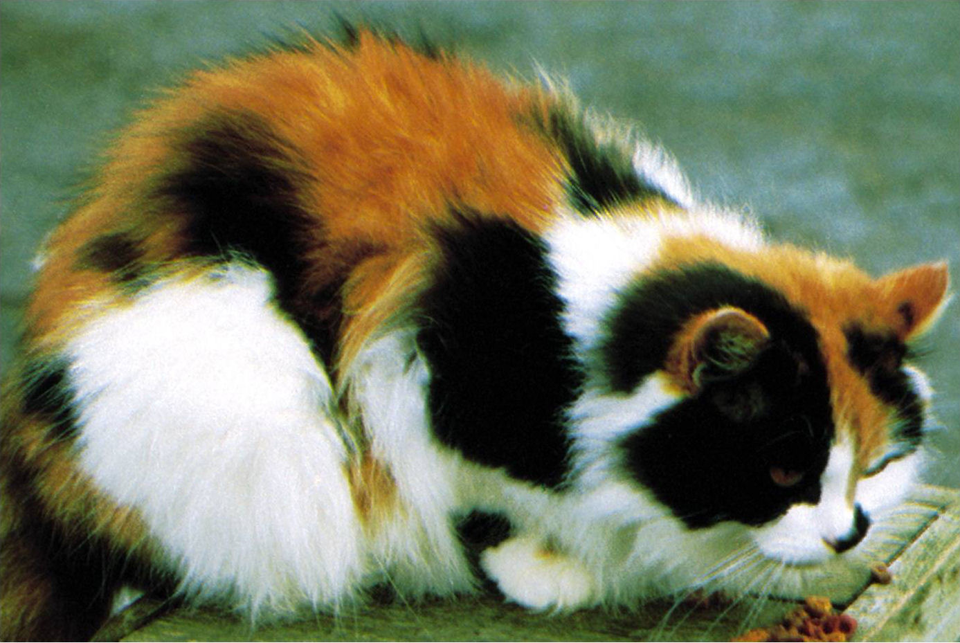 Британская кошка трехцветная