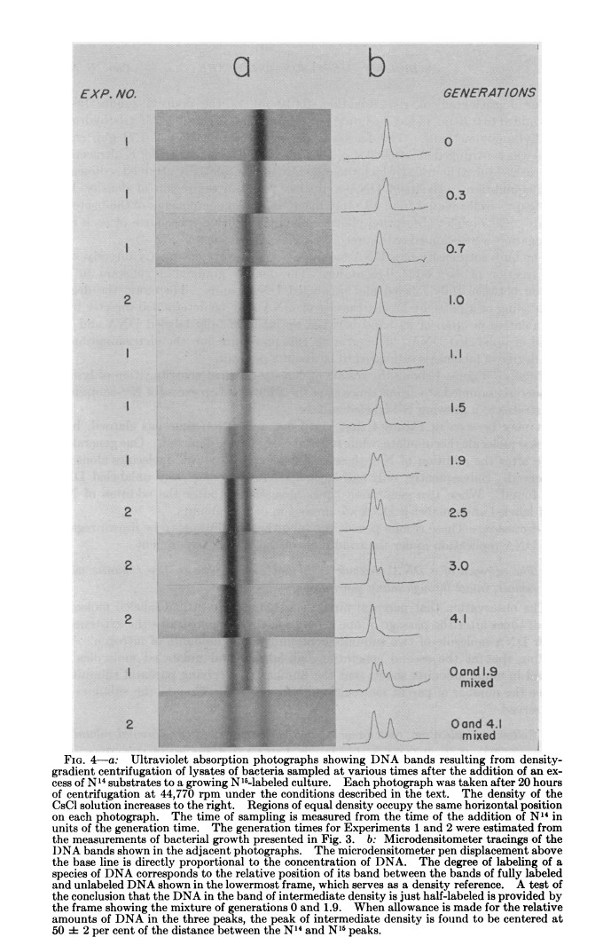 Meselson & Stahl 1958 Fig 4
