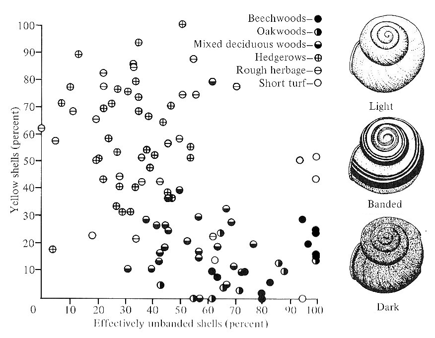 Cepaea polymorphism