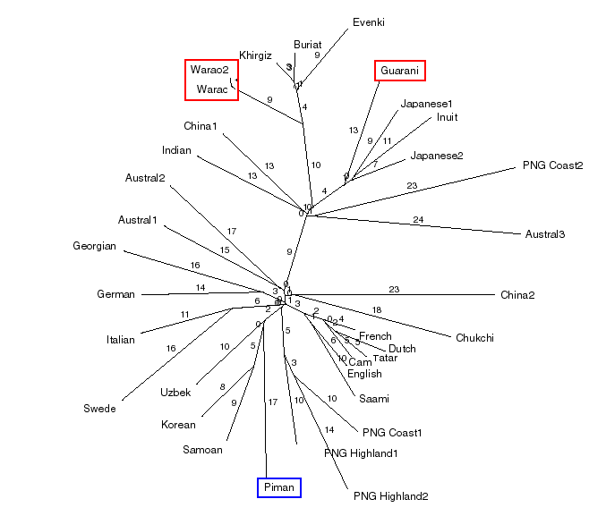 Nonafrican_mtDNA3_Amerinidian.gif