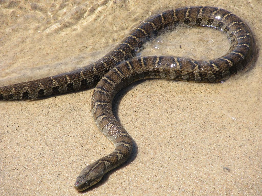 Banded
        Nerodia