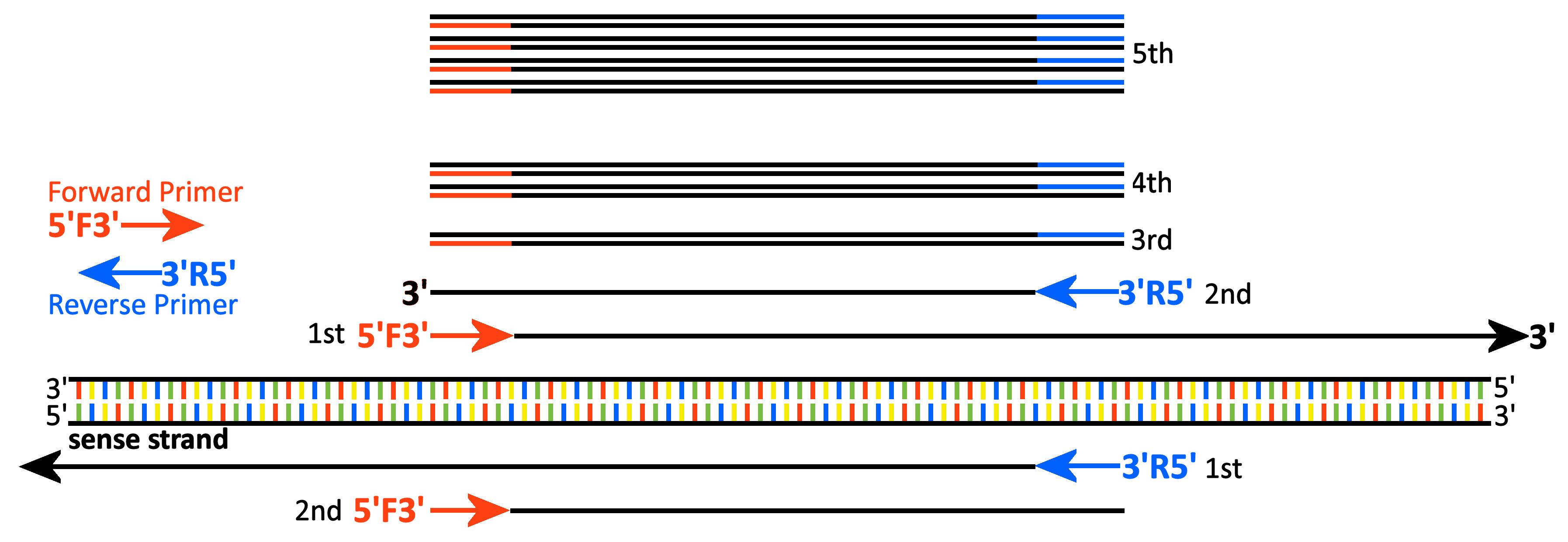 PCR in detail