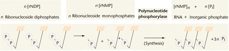 Polynucleotide Phosphorylase