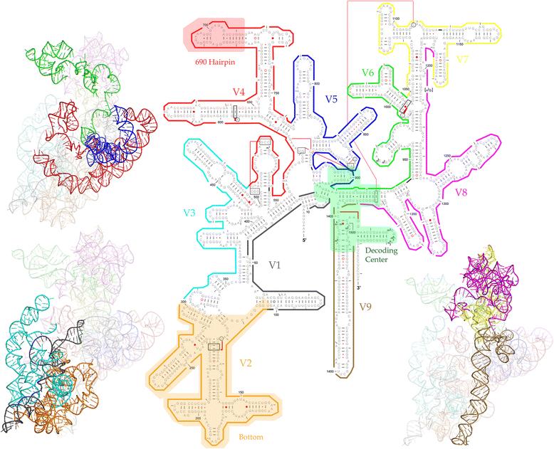 rRNA structure