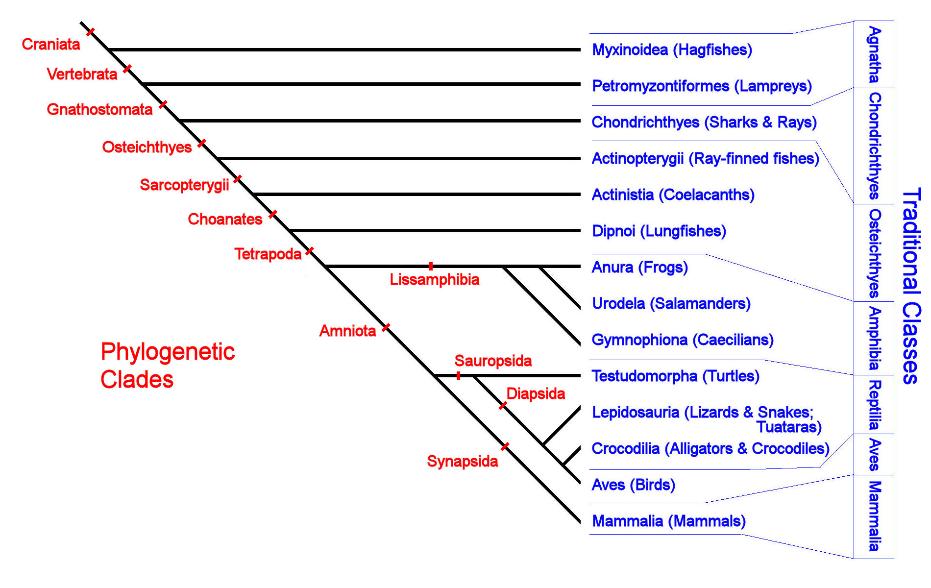 write an example of phylogenetic system of classification
