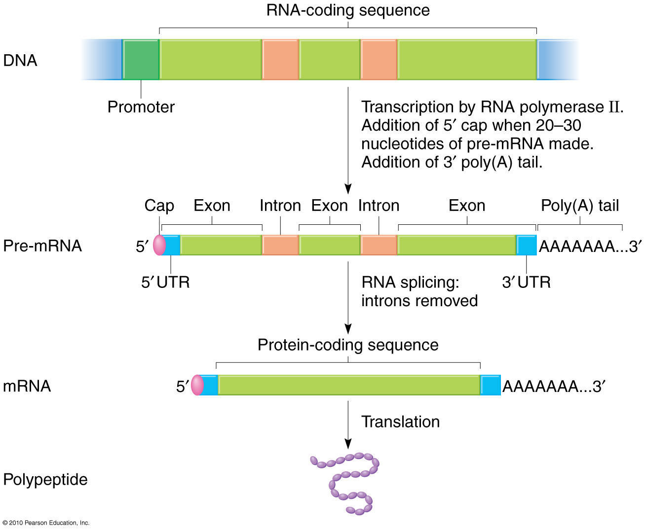 Post transcriptional Processing