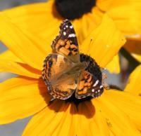 A picture of an American Lady Butterfly