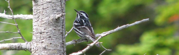 Black & White Warbler in a tree