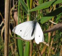 A picture of a Cabbage White Butterfly