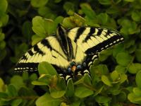 A picture of a canadian tiger swallowtail butterfly