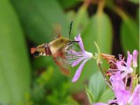 A picture of a Hummingbird Moth collecting nectar