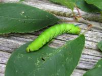 A picture of a Laurel Sphinx Caterpillar