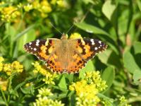 A picture of a Painted Lady Butterfly