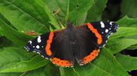 A picture of a Red Admiral Butterfly