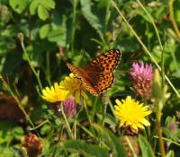 Silver-boardered Fritilliary 