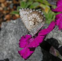 A picture of a Spring Azure 
