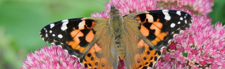Painted Lady butterfly on a flower