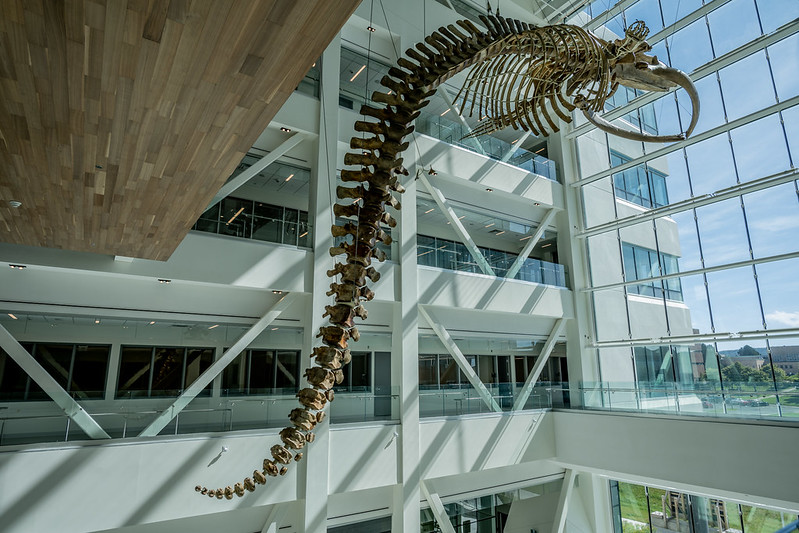 A photo of the inside atrium of the Core Science Facility and a blue whale skeleton.