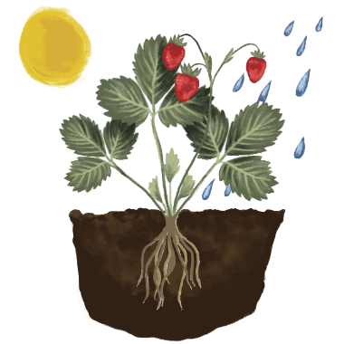 Illustration of strawberry plant in soil with sun and water in the background, to symbolize the elements a plant needs to grow