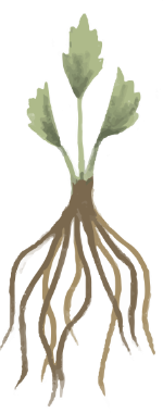 Illustration of small plant with three leaves and deep roots