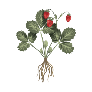 Illustration of small strawberry plant with deep roots