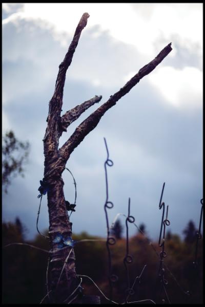 Danger Tree sculpture, Grenfell Campus, Corner Brook. Photo: Dave Howells