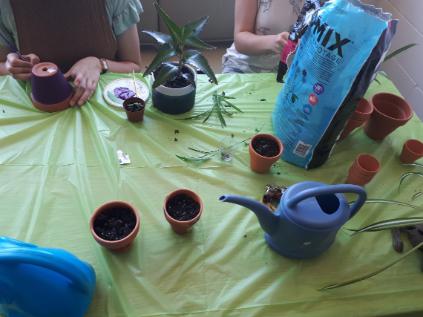 Plant party set up